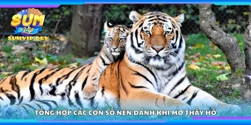 Tổng hợp các con số nên đánh khi mơ thấy hổ